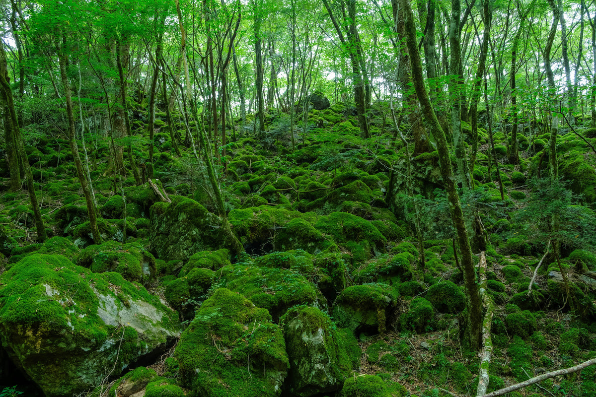 The Joy of Sencha — Finding Beauty in What We Cannot Control